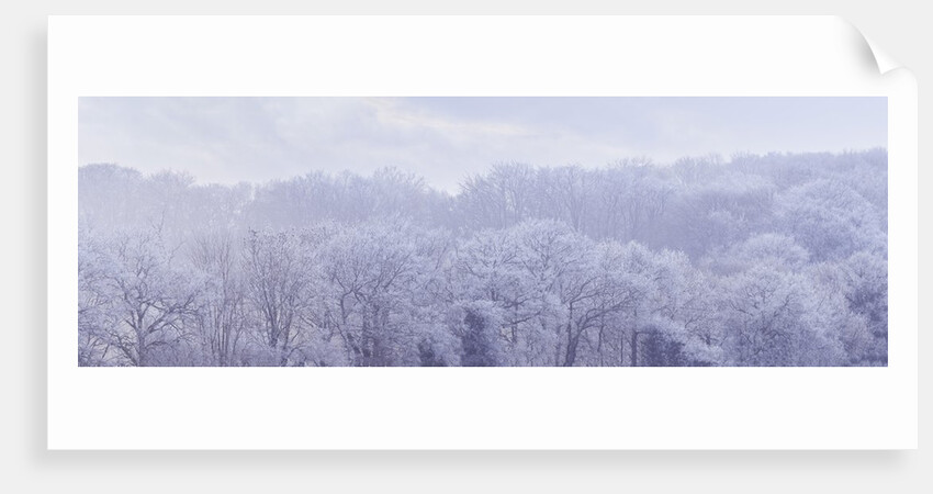 Misty forest by Assaf Frank